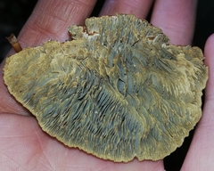 Daedaleopsis tricolor