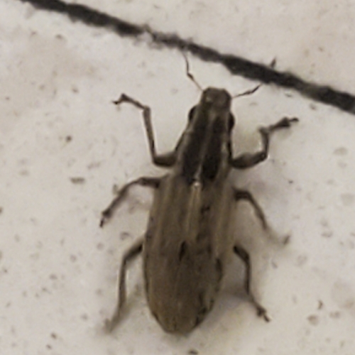 Pea leaf weevil