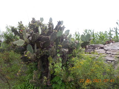 Opuntia streptacantha