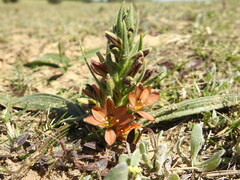 Wachendorfia multiflora