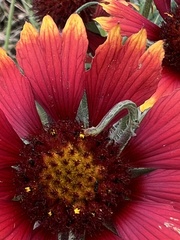 Trichoplusia ni