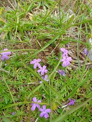 Verbena pulchella