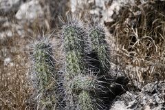 Echinocereus engelmannii fasciculatus