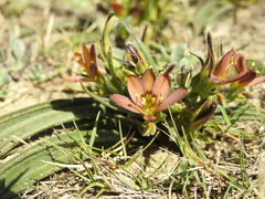 Wachendorfia multiflora