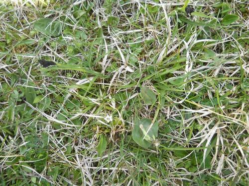 Carex aterrima (Carex aterrima)