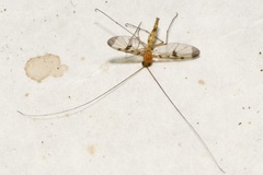 Macrocera phalerata