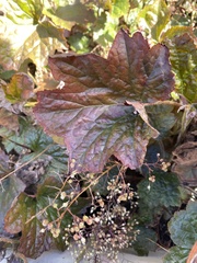 Heuchera