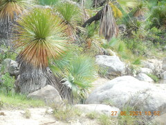 Dasylirion acrotrichum