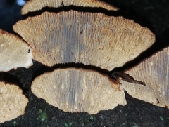 Daedaleopsis tricolor