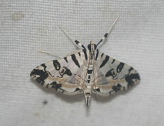 Conchylodes salamisalis
