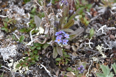 Myosotis asiatica