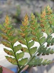 Polystichum neozelandicum