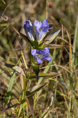 Gentiana puberulenta