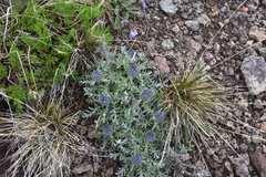 Phacelia sericea