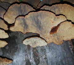 Daedaleopsis tricolor