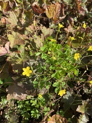 Oxalis stricta