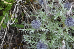 Phacelia sericea