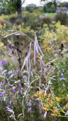 Bromus inermis