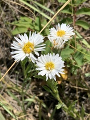 Erigeron caespitosus