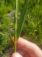 Elymus trachycaulus