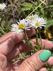 Erigeron caespitosus