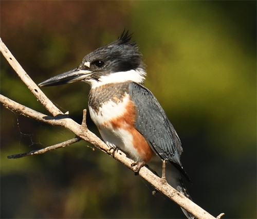 Belted Kingfisher photographed in Illinois