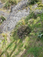Polystichum neozelandicum