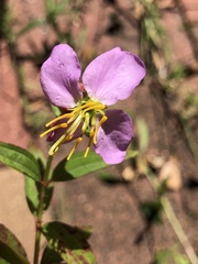 Rhexia virginica