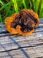 Gloeophyllum sepiarium