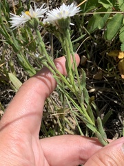 Erigeron caespitosus
