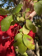 Vaccinium corymbosum