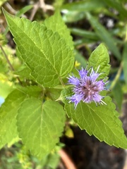 Agastache foeniculum