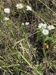 Erigeron caespitosus