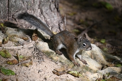 Tamiasciurus fremonti