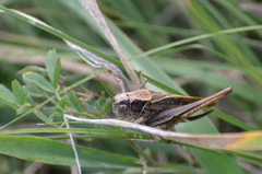 Platycleis albopunctata