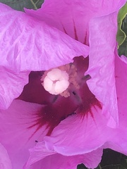 Hibiscus