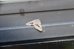 Frederickia s-signata