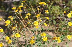 Encelia farinosa