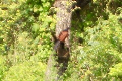 Centropus sinensis