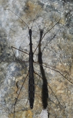 Hydrometra stagnorum