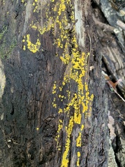 Calycina