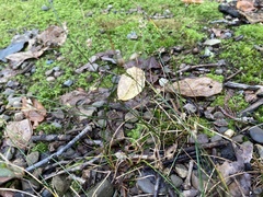 Equisetum variegatum
