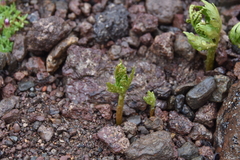 Botrychium lanceolatum