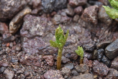 Botrychium lanceolatum