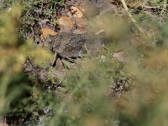 Bryodemella tuberculata