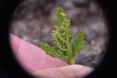 Botrychium lanceolatum