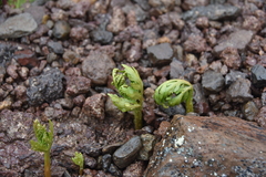 Botrychium lanceolatum