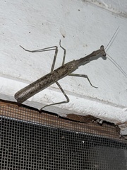 Stagmomantis carolina