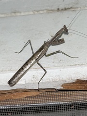 Stagmomantis carolina