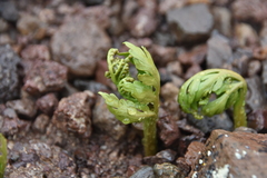 Botrychium lanceolatum